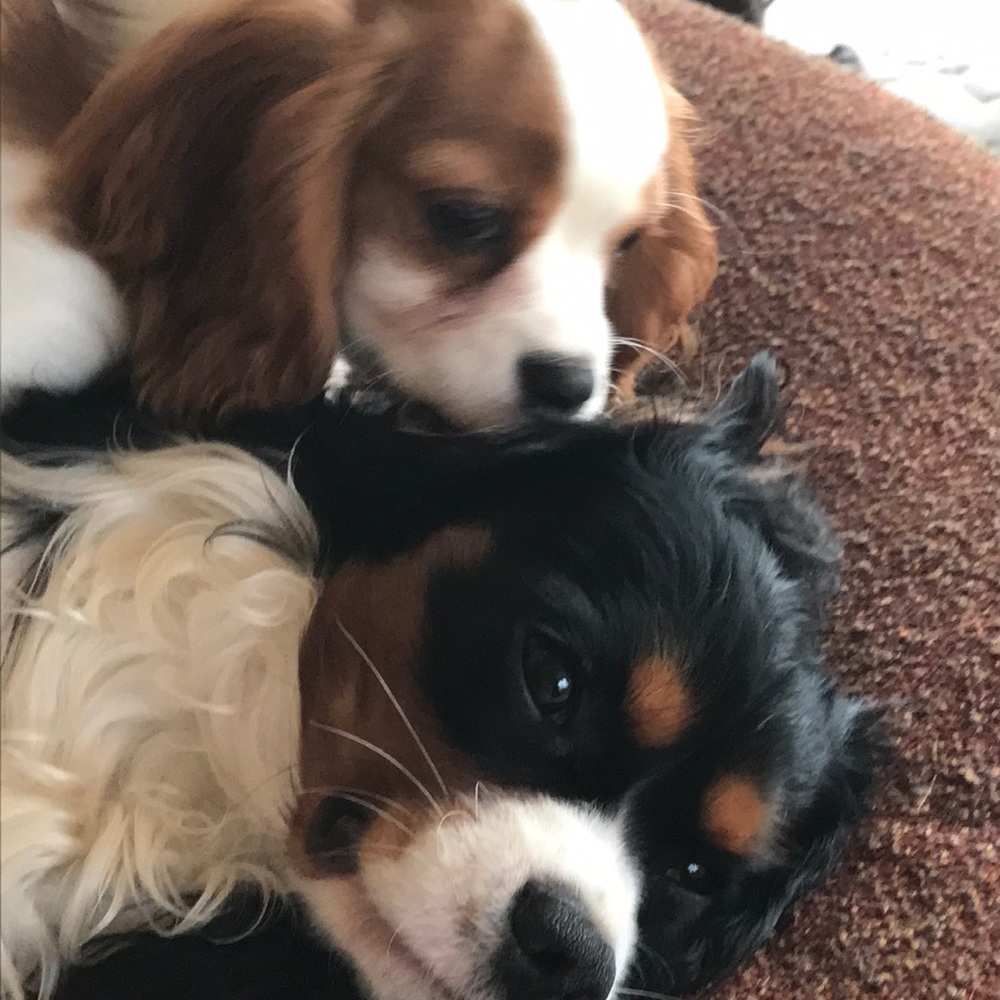 Meet your Posher, Brigit